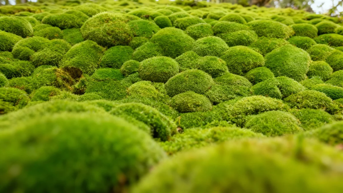 Moss Survives a Year in Space Outside ISS